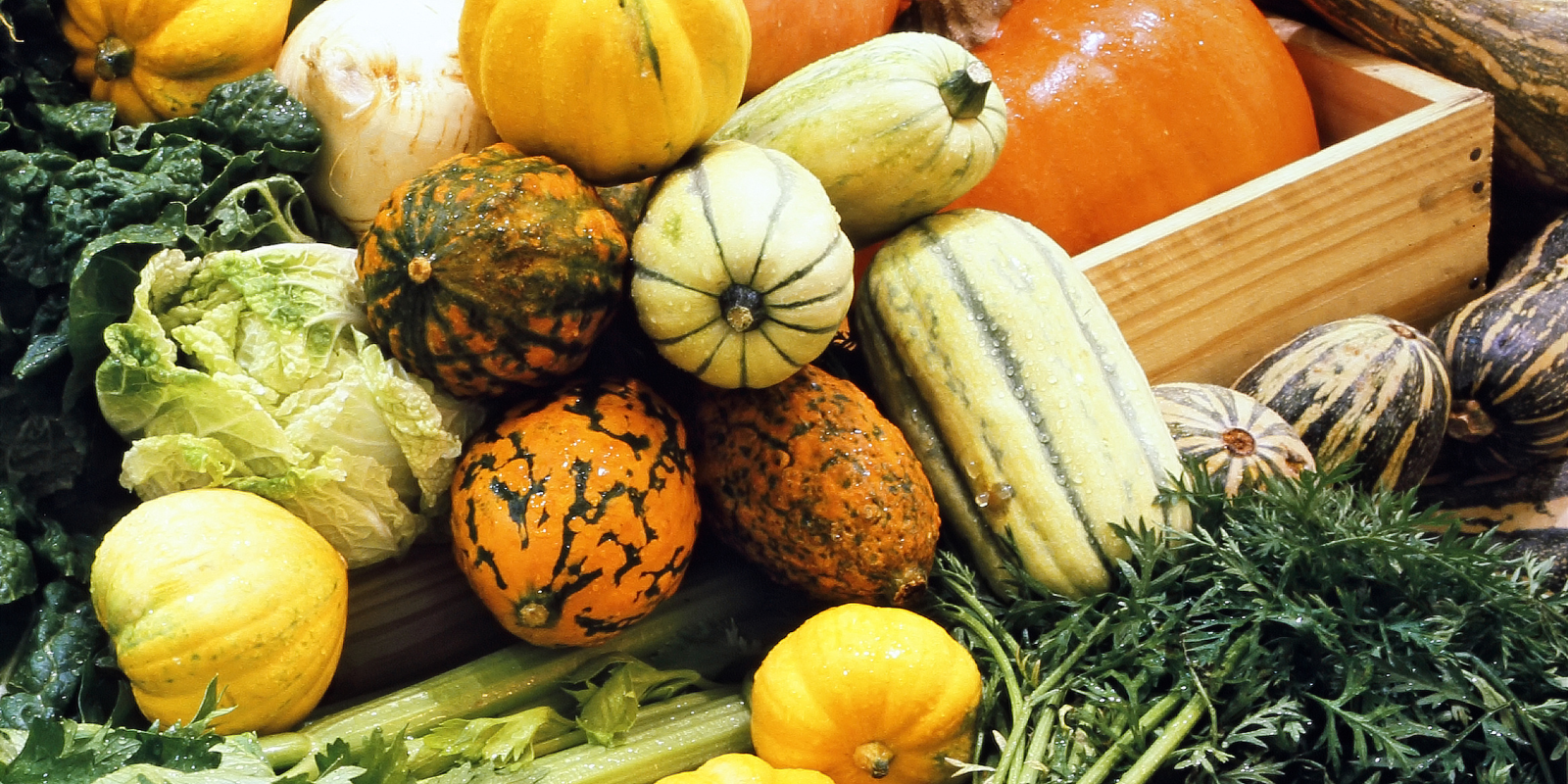 Autumn nutrition